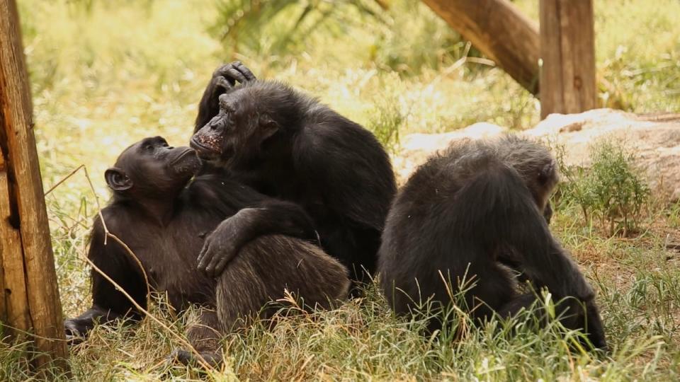 According to the documentary, primates often exhibit gender fluid behavior.