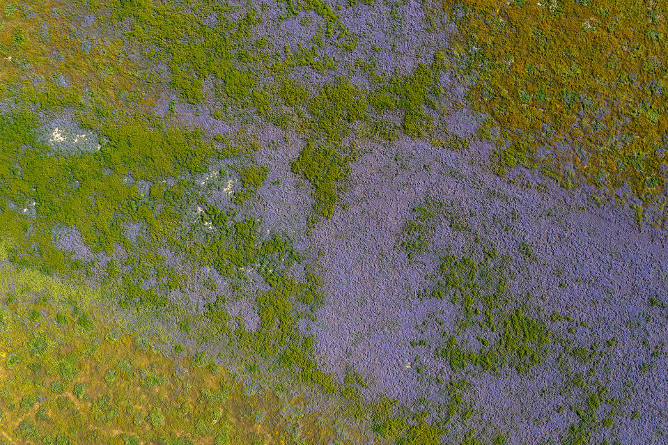 Wildflowers colorize the ground at Carrizo Plain National Monument on April 15, 2023.