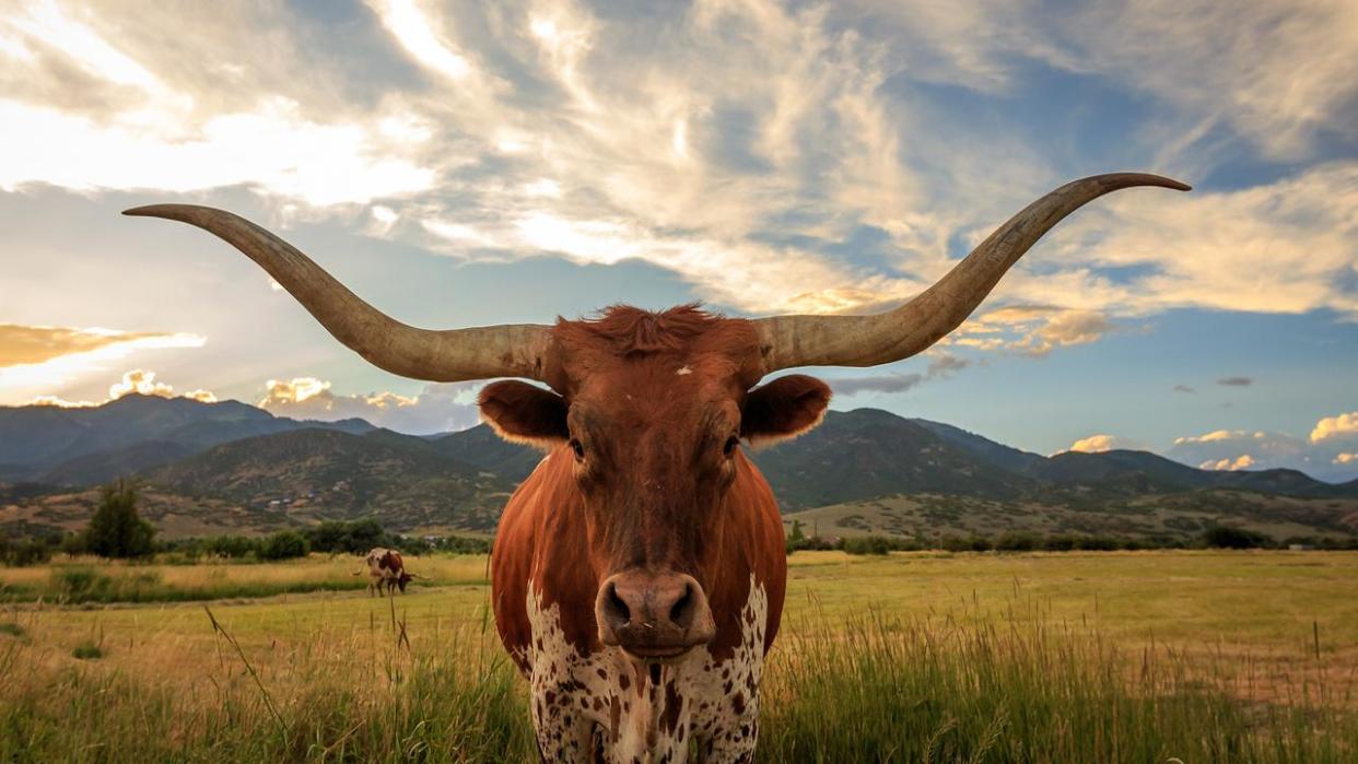 Texas Lonhorn Bull