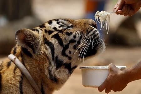 A trainer feeds a tiger at the Tiger Temple in Kanchanaburi province, west of Bangkok, Thailand, February 25, 2016. REUTERS/Chaiwat Subprasom