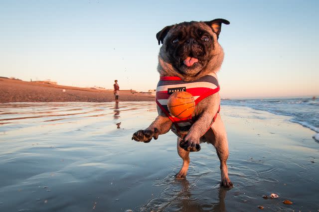 <p>Brighton Dog Photography / Getty Images</p>