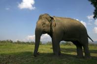 A Thai elephant walks in the jungle at an elephant camp at the Anantara Golden Triangle resort in Golden Triangle, northern Thailand.