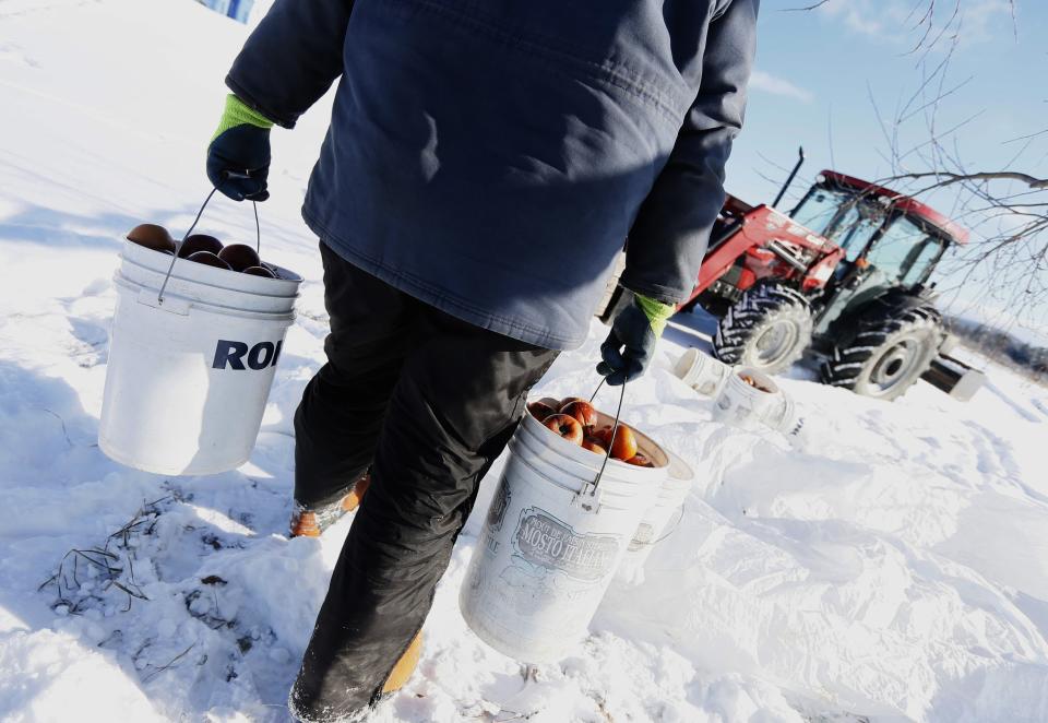 Orchard Manager Gilles Drille collects apples for the ice harvest to make ice cider on the 430-acre apple orchard and cidery at Domaine Pinnacle in Frelighsburg, Quebec