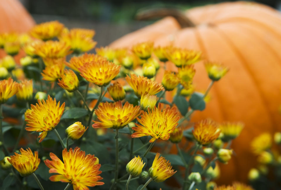 Why not repurpose old pumpkins into an outdoor planter? (Getty Images)