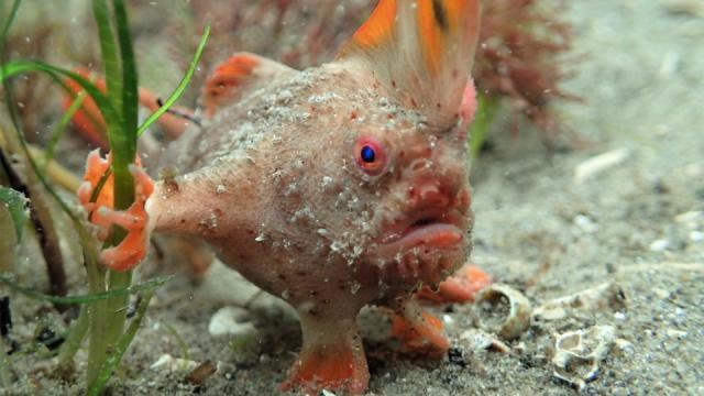 Photographer captures image of rare fish that walks on its 'hands