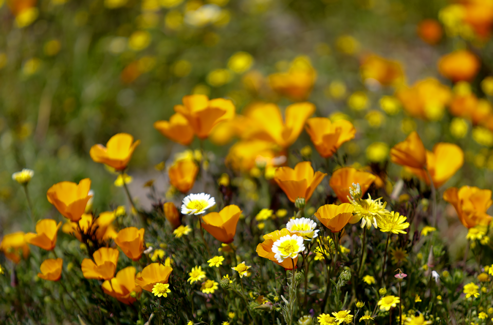 California poppies, tidy tips and goldfields bloom together along Shell Creek Road in San Luis Obispo County last year.