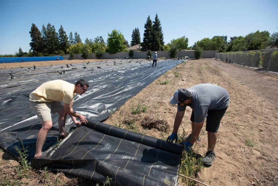 Volunteers Holden Chan, right, and Jeff Moulyn roll out material as part of a solar weed killing project at the Chlidren’s Garden behind the Pelandale Specialty Care Center during Love Modesto in Modesto, Calif., on Saturday, April 30, 2022.