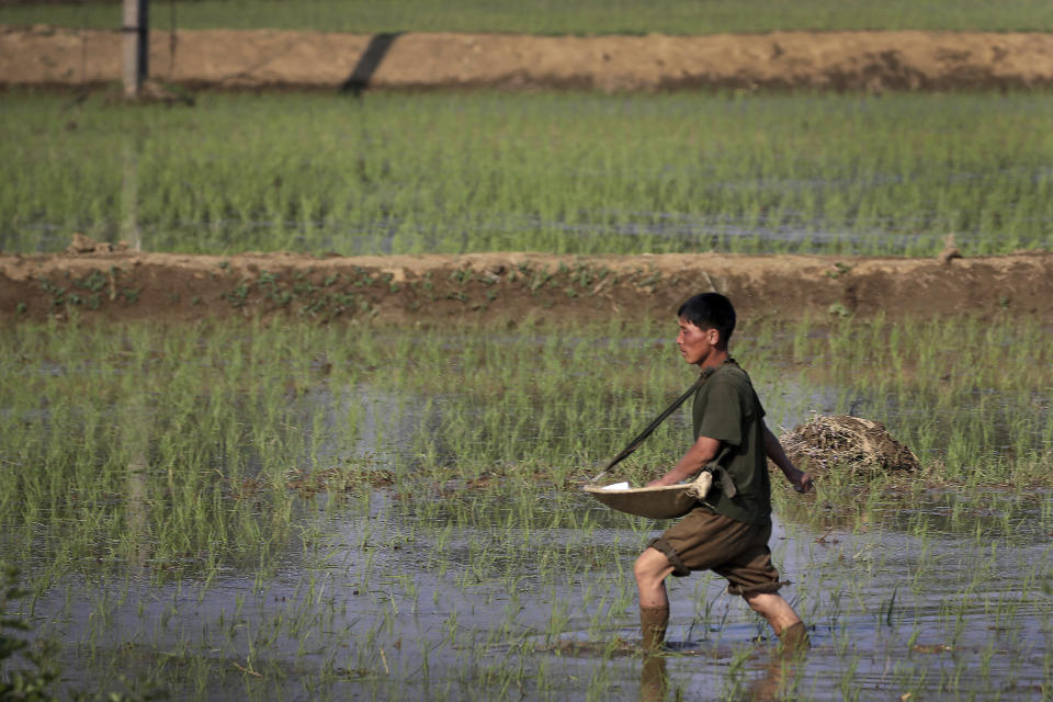 FILE - In this June 13, 2017, file photo, a farmer fertilizes rice seedlings in fields located along a highway in Pyongyang, North Korea. South Korea vowed Monday, May 20, 2019, to move quickly on its plans to provide $8 million worth of humanitarian aid to North Korea while it also considers sending food to the country that says it's suffering its worst drought in decades. (AP Photo/Wong Maye-E, File)