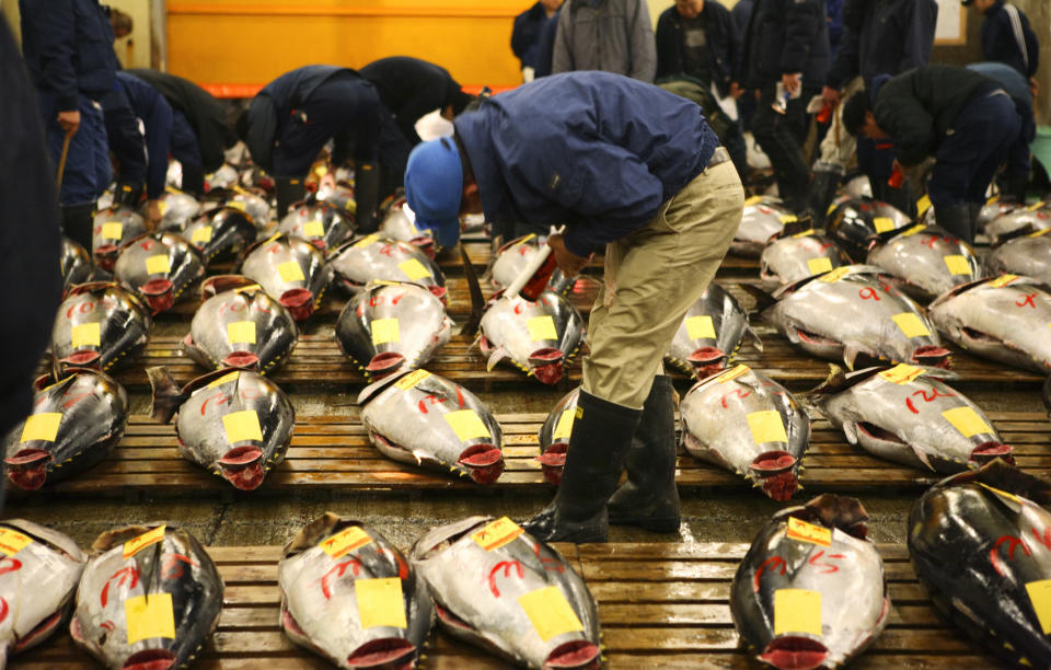 過去40年間，北方大西洋黑鮪魚的數量下跌了至少51%。示意圖：Getty image