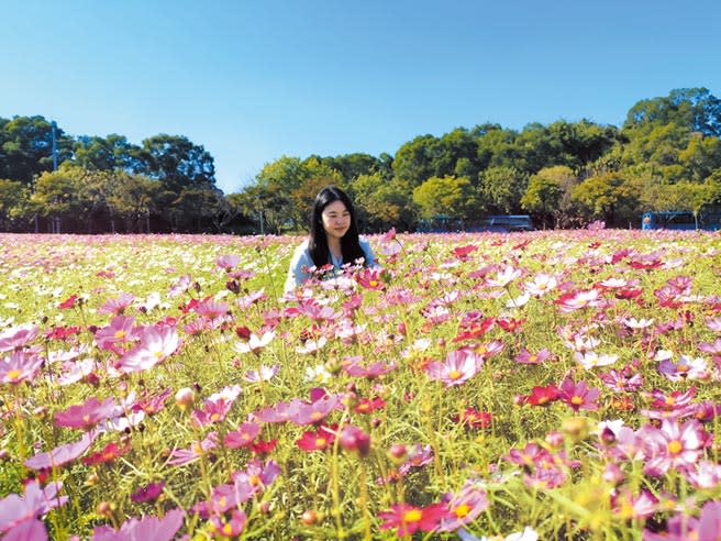 台南市工研院六甲院區花海雖未大肆宣傳，但近年賞花遊客愈來愈多。（劉秀芬攝）