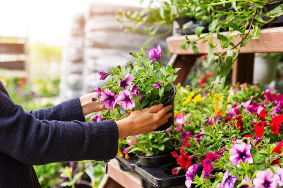 woman holding plant in plant nursery store