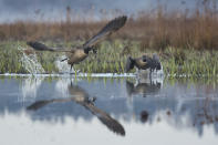 Finalist, 10 Years and Under: “Goose Attack” by Josiah Launstein (Canada)