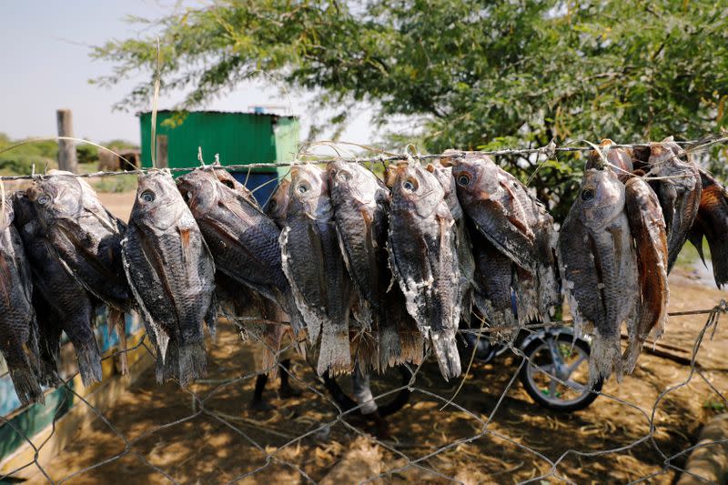 Tilapia fish are seen on a beach at Lake Turkana, near the town of Kalokol, Turkana county,