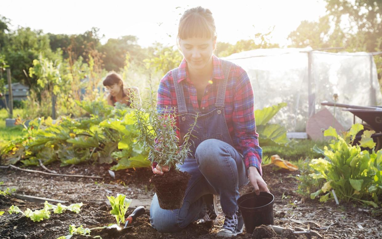 Tomatoes and asparagus were among the best vegetables to grow in allotments according to the study