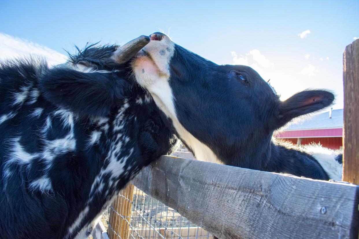 Samantha and Lucky embrace over the fence that briefly separated them. “Samantha wasn’t hungry. She wasn’t scared for her life. She’s being treated kindly, so she had the ability and the luxury to fall in love,” Shartrina White told TODAY.  (Courtesy of Luvin Arms Animal Sanctuary)