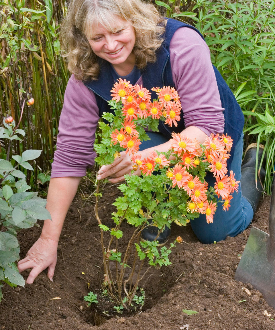 Planting a chrysanthemum for fall flowers