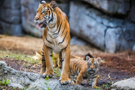 Berisi, a Malayan tiger cub, emerges from her den into the tiger habitat with her mother Bzui at Tampa's Lowry Park Zoo in Tampa, Florida, U.S. December 7, 2016. Christina Lasso/Tampa's Lowry Park Zoo/Handout via REUTERS