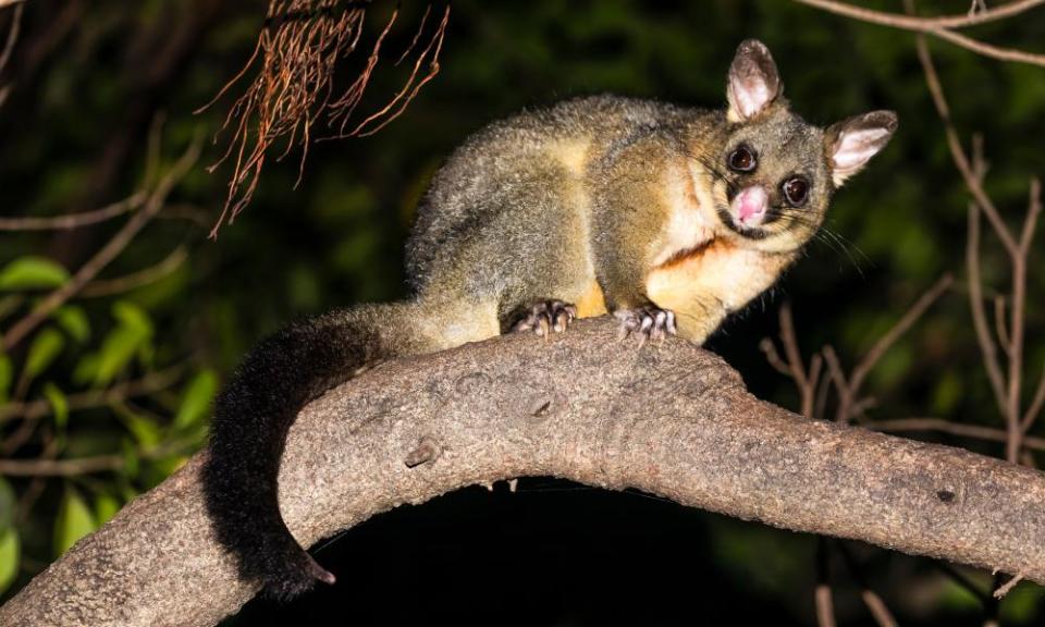 A common brushtail possum on top of a tree at night in Sydney’s Royal Botanic Garden