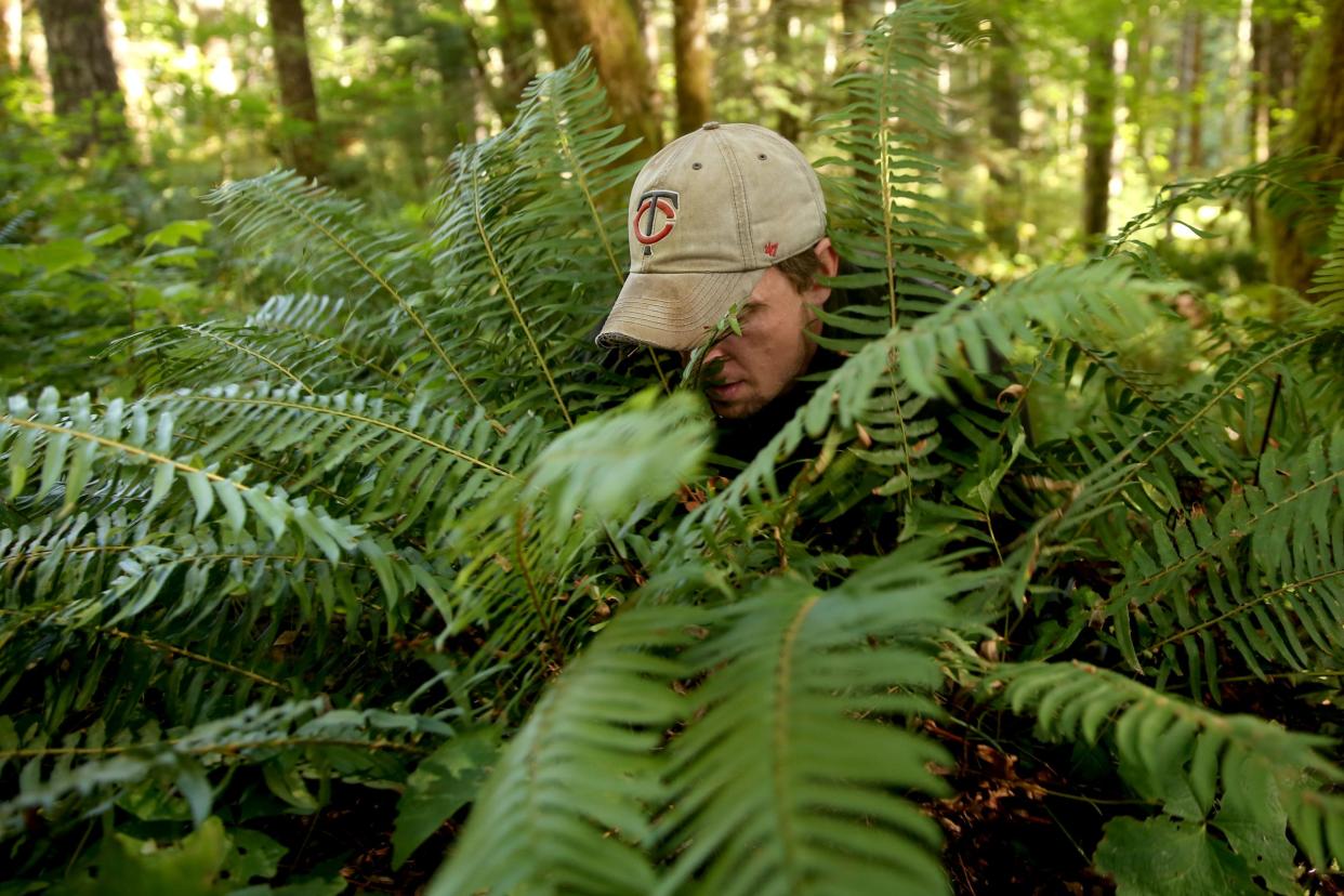 Statesman Journal outdoors reporter Zach Urness harvests sword ferns in the Willamette National Forest near Detroit in 2019. A program in Oregon's national forests allows for harvesting and transplanting dozens of plant species with a free permit.