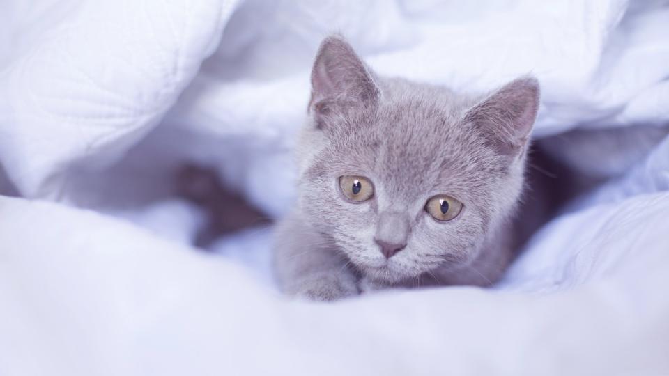 A grey kitten peaking from under a blanket, looking sad and ill