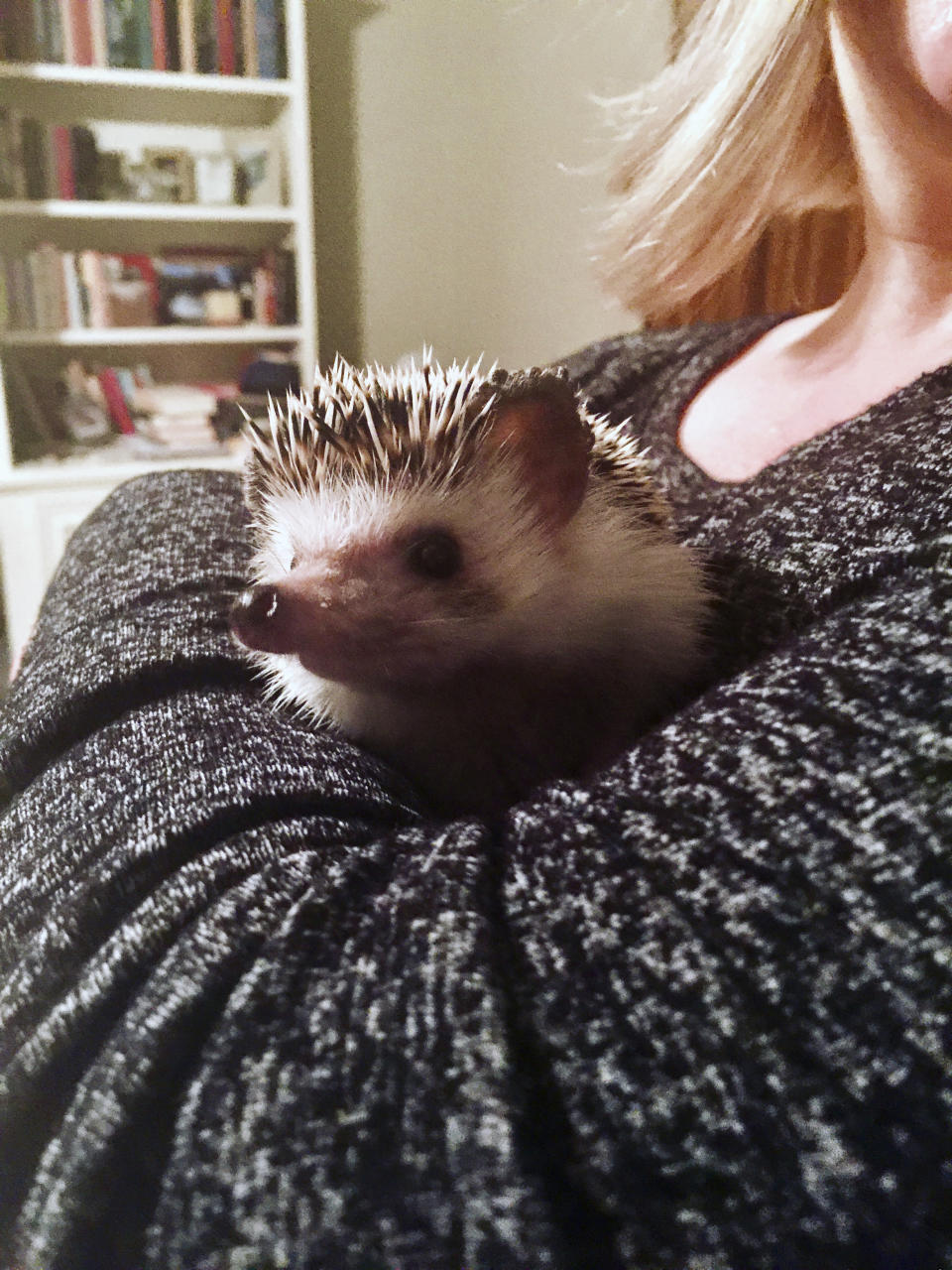 In this April 2, 2020 photo provided by Rachael Pavlik, pet hedgehog Quillie Nelson is held by her owner Rachael Pavlik in Sugar Land, Texas. Many pet owners are taking comfort in their animals as they shelter at home amid the coronavirus pandemic. (Rachael Pavlik via AP)