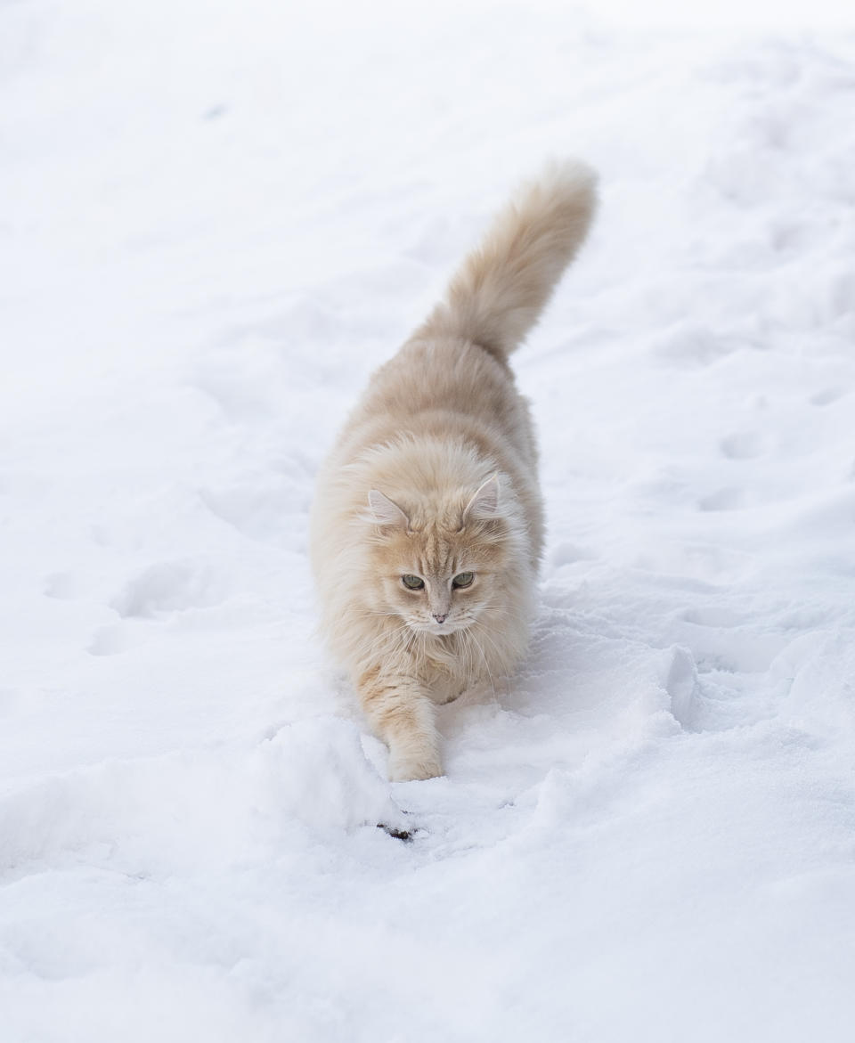 Katze mit langem Fell im Schnee