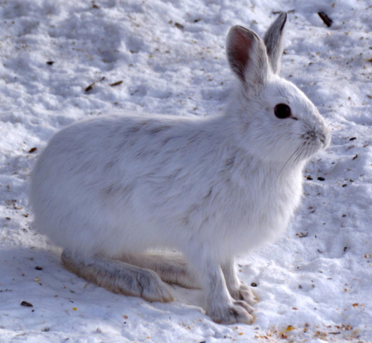 Four fascinating ways animals survive the winter