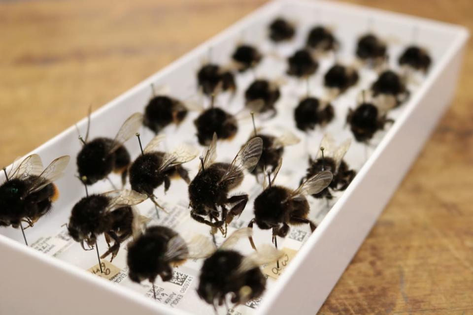 <div class="inline-image__caption"><p>A collection drawer of bees at the Natural History Museum in London, England.</p></div> <div class="inline-image__credit">Trustees of the Natural History Museum London</div>