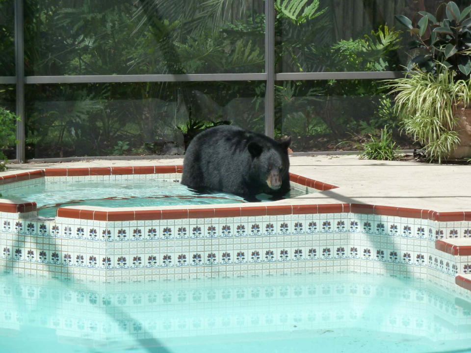 Jenny Rhoades of Sanford, FL was shocked to find a black bear taking a dip in her backyard pool as she settled in to watch TV on Friday afternoon. The bear ripped a hole in the screen and popped in for a quick swim. "He just wanted a drink of water and he was hot and he found a place to get both," Rhoades said. (Photo courtesy Jenny Sue Rhoades)