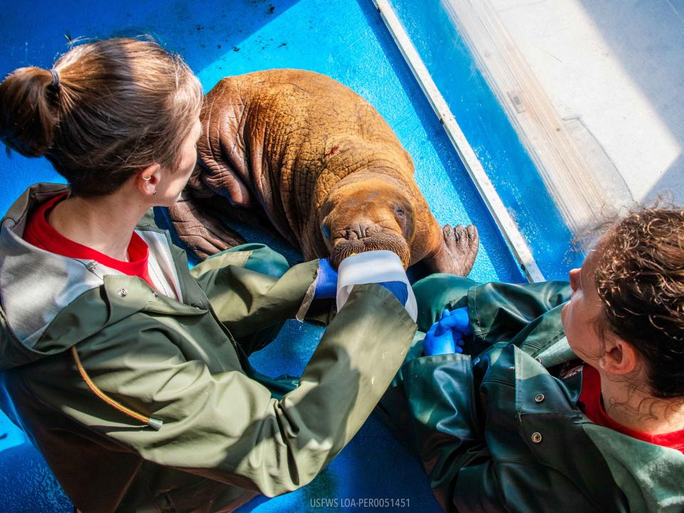Two staff members bottle-feed the walrus calf.