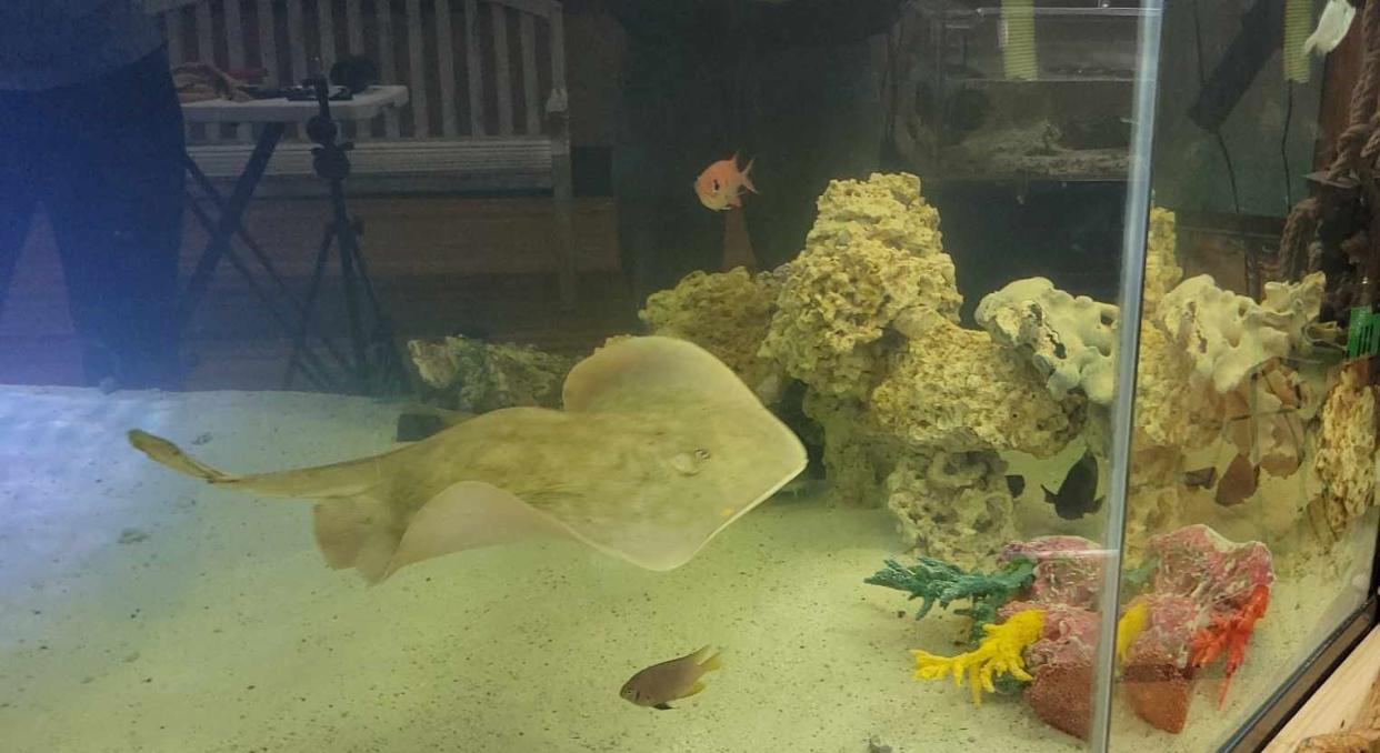 Charlotte, a stingray that is about to give birth through parthenogenesis, swims in her tank at the Aquarium and Shark Lab by Team ECCO in Hendersonville.