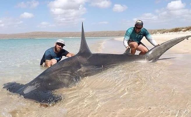 The huge hammerhead shark caught off Western Australia's north coast. Photo: Jenn Bonnitcha.