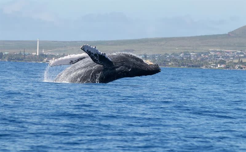 美國有名男子遭體型巨大的座頭鯨吞進嘴裡，險些吃下肚。（示意圖／翻攝自Pixabay）
