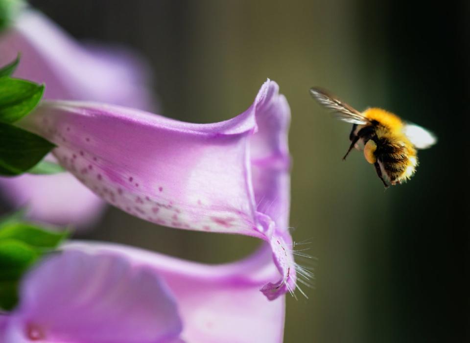 Macro image of a bumblebee, with a full pollen sack visible on its hind legs, flying into a purple foxglove flower.