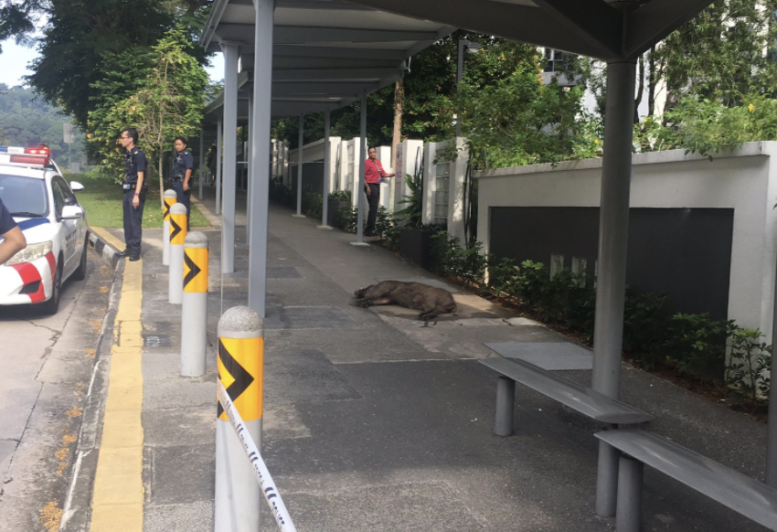 The wild boar lying on the pavement at Hillview Ave. Photo: Brianna Degaston/Twitter