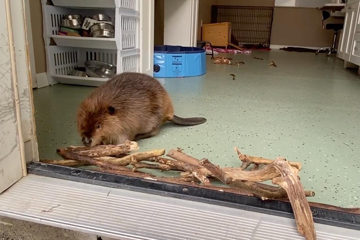 Beaver Builds Dam to Stop Another Beaver from Returning