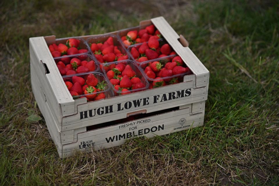 A box of strawberries destined for the Wimbledon tennis tournament, are pictured at Hugh Lowe Farms, near Maidstone, Kent on June 21, 2021. - Tennis eras come and go like Pete Sampras and Steffi Graf dominating Wimbledon and the baton soon to pass from Roger Federer and Serena Williams but one quintessential feature has remained unchanged -- the stawberries.  Hugh Lowe Farms, situated near Maidstone in the market garden county of England Kent, has been the sole source of the famed fruit so closely associated with the Grand Slam (Photo by BEN STANSALL / AFP) (Photo by BEN STANSALL/AFP via Getty Images)