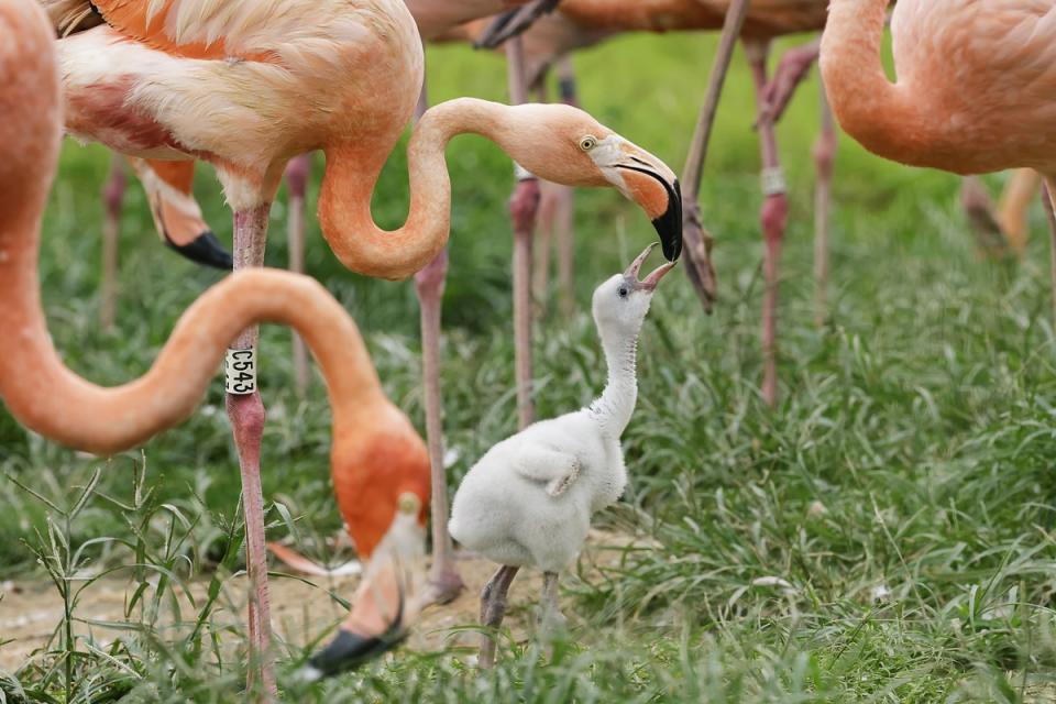 A fluffy American flamingo chick among its flock at Hong Leong Foundation Crimson Wetlands in Bird Paradise (Photo: Mandai Wildlife Group) 