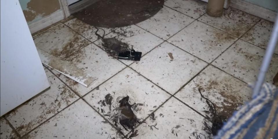 Dead rats lying on a white tile floor, one with its head in a black rat trap. The floor has rat poop on it.