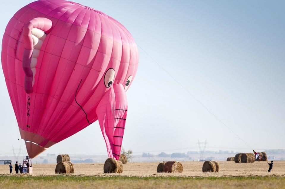 A pink elephant balloon, one of the entries in the Canadian Hot Air Balloon Championships, lands in a field in High River