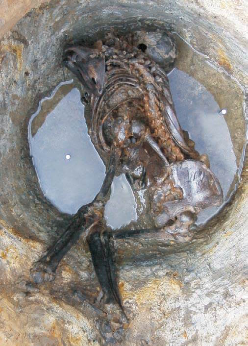 A skeleton discovered in waterlogged sediments at Bradley Fen in Cambridgeshire, England.