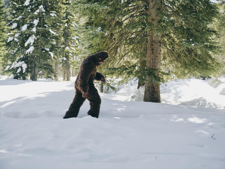 Gibt es ihn oder gibt es ihn nicht? In vielen Fällen wurde Bigfoot wohl schlicht und einfach mit einem Schwarzbären verwechselt. Dennoch ist der Mythos von Bigfoot in Nordamerika präsent - und hat zahlreiche Anhänger. (Bild: Getty).