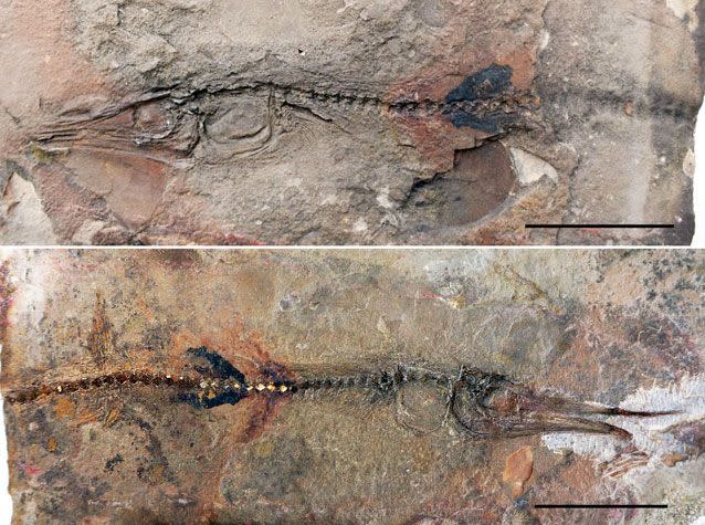 This fossil was discovered in the footpath of a monastery in Columbia. Source: Oksana Vernygora