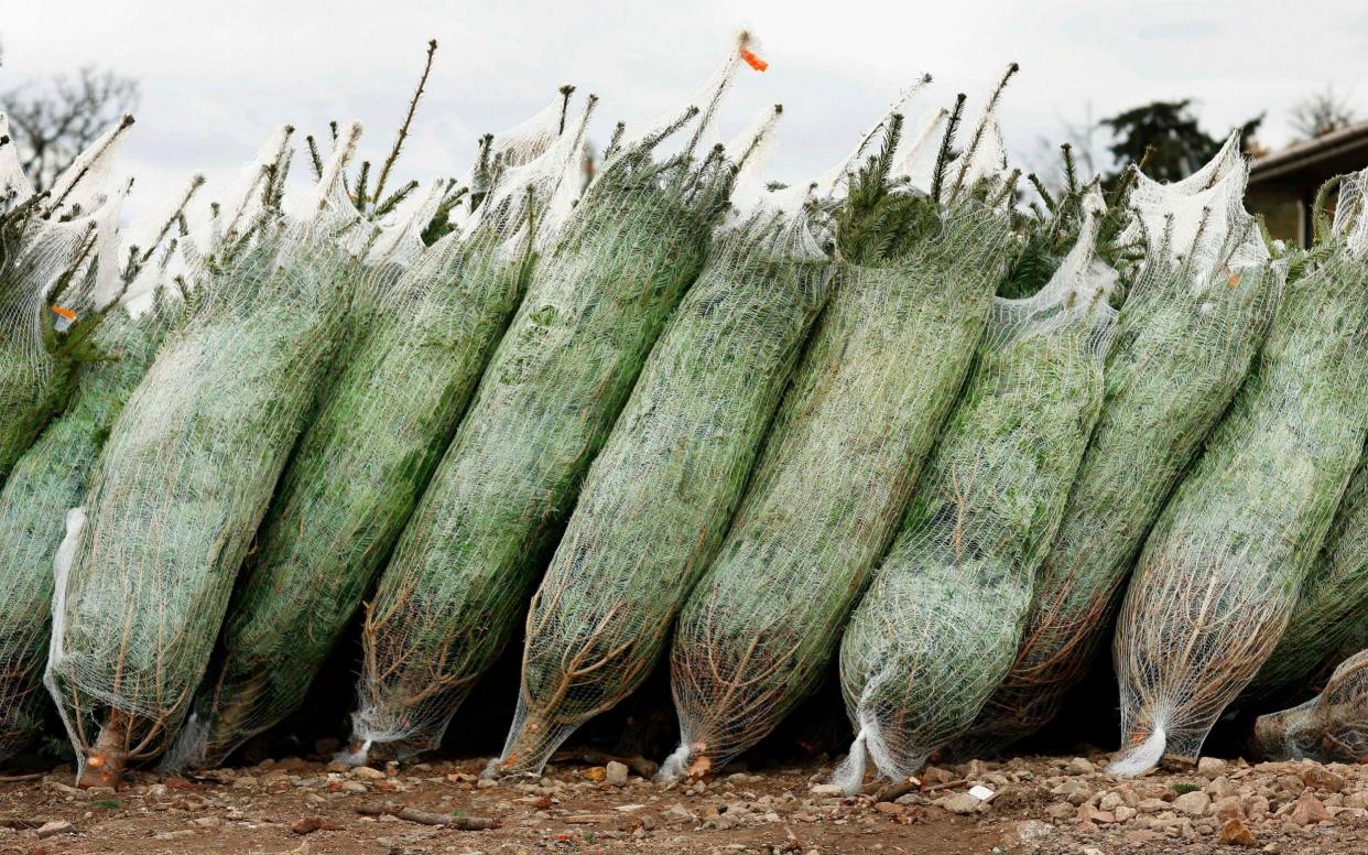 A driver careered through a small town with an oversized tree hanging off the back of his car - Getty Images