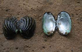 The Fat threeridge mussel is among the endangered species that inhabit the Apalachicola River valley