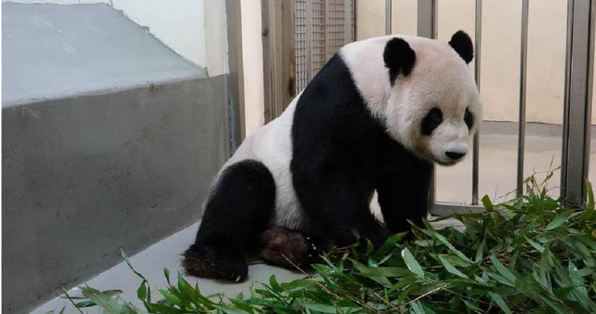 台北市立動物園大貓熊「團團」病情不太樂觀，獸醫師鄭秋虹坦言，病情確有惡化，近期將安排第2次MRI（核磁共振）檢查。（圖／中國時報記者張芷瑜攝）