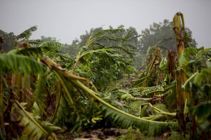 A plantain farm is brought down by the winds of Hurricane Ian, in Artemisa, Cuba, Tuesday, September 27, 2022. Ian made landfall at 4:30 a.m. EDT Tuesday in Cuba's Pinar del Rio province, where officials set up shelters, evacuated people, rushed in emergency personnel and took steps to protect crops in the nation's main tobacco-growing region. (AP Photo/Ismael Francisco)