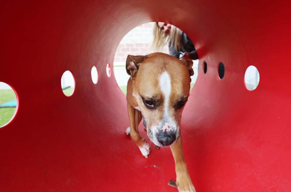 Salt Lake County Animal Services Special Programs Manager Jami Johanson plays with a dog awaiting adoption in Salt Lake City on Thursday, June 8, 2023. Best Friends Animal Society reports that Utah has 13 kill shelters. Salt Lake County Animal Services is not a kill shelter. | Jeffrey D. Allred, Deseret News