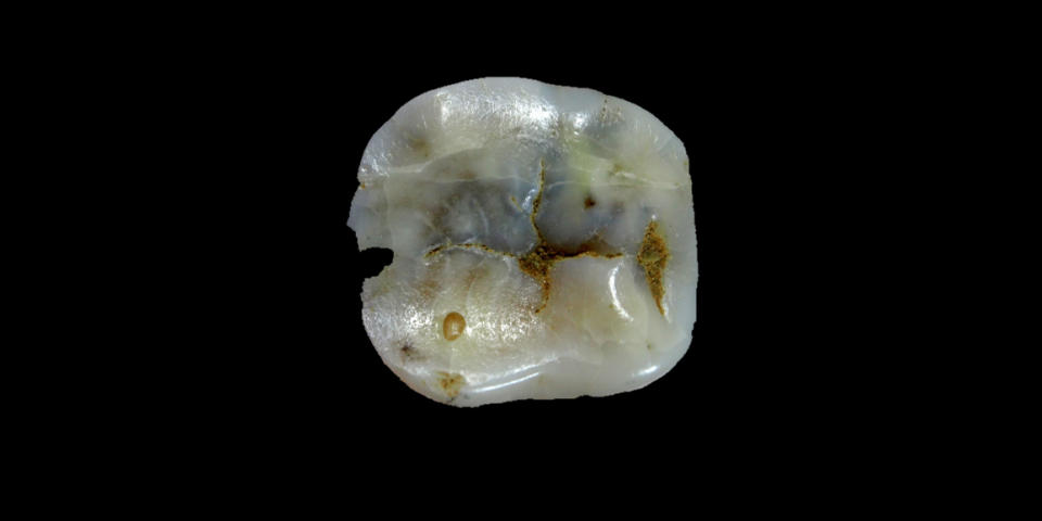 Image: This molar tooth from the Bacho Kiro cave in Bulgaria, dated to between 44,000 and 46,000 years ago, is one of the oldest pieces of evidence of Homo sapiens found in Europe. (Rosen Spasov)