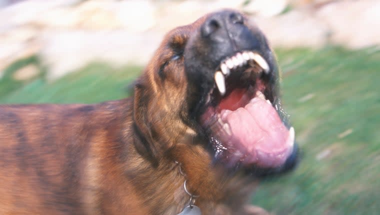 Fatal Texas Dog Attack Occurs After ‘Aggressive Training'